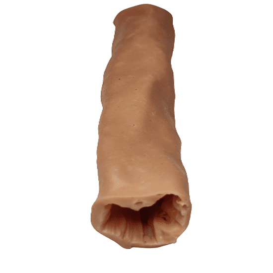 Human Bowels Large (Thick)