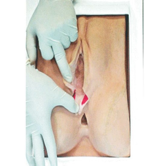 Episiotomy Suturing Model