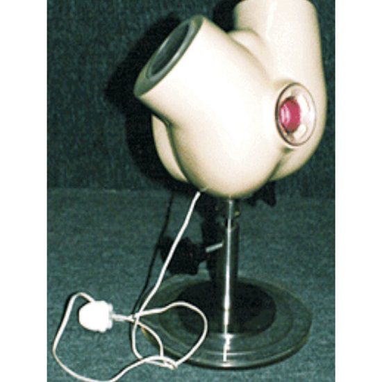 Rectal Examination Model