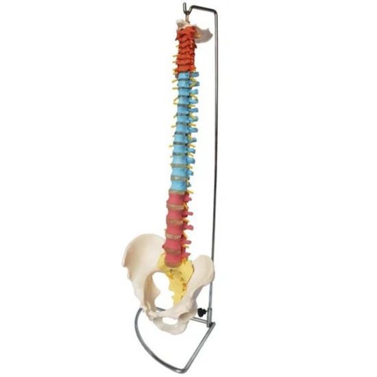 Didactic Flexible Vertebral Column with Pelvis