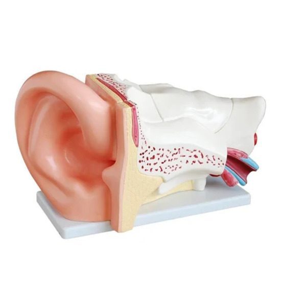 Ear Model New Style Giant Models