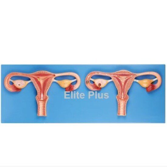 Fertilization Process Simulator model