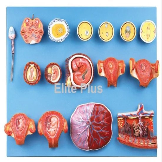Human Fertilization and Early Embryogeny
