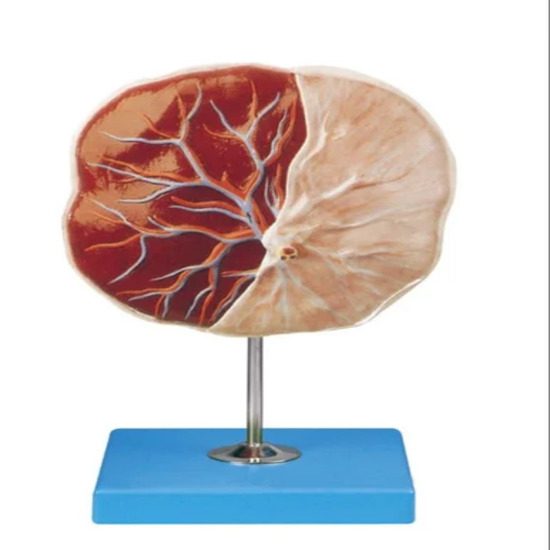 Human Placenta Models