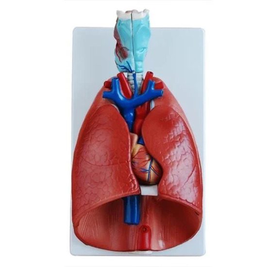 Larynx, Heart and Lungs Model