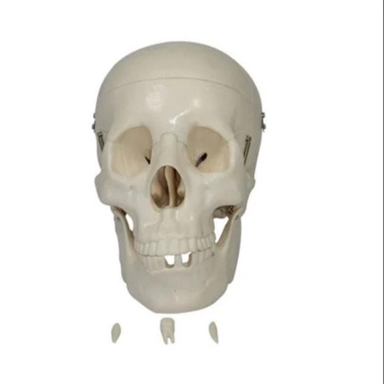 Life Size Skull Models