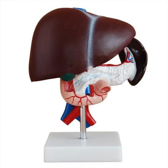 Liver, Pancreas and Duodenum Models