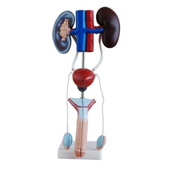 Male Urogenital System Models