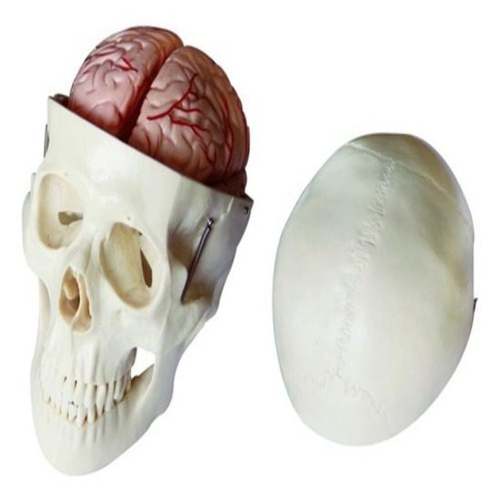 Skull Model with 8 Parts Brain