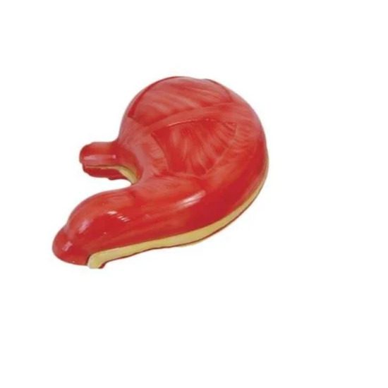 Stomach Model