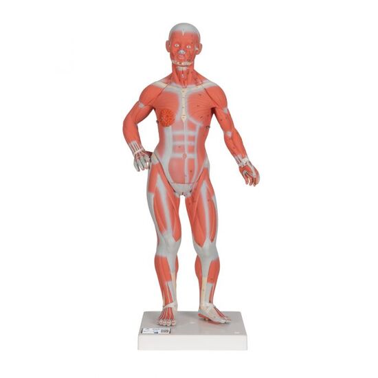 1/3 Life-Size Human Muscle Figure, 2 part – 3B Smart Anatomy