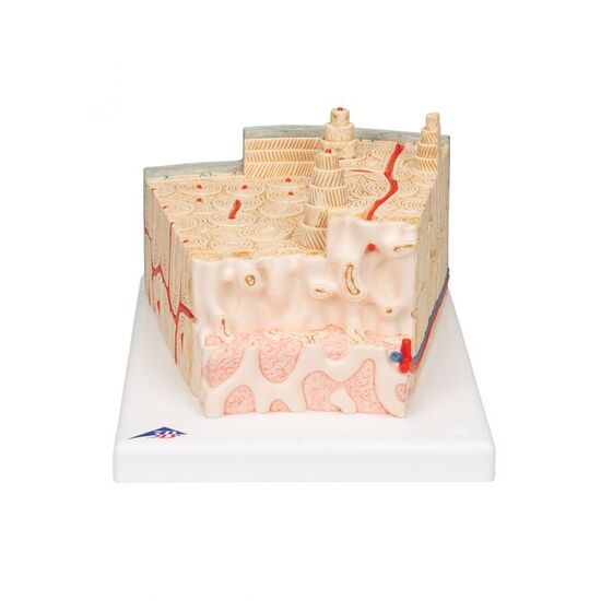 3B MICROanatomy™ Human Bone Structure, 80 times enlarged – 3B Smart Anatomy