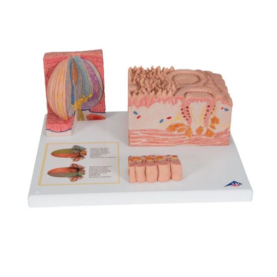 3B MICROanatomy™ Human Tongue Model – 3B Smart Anatomy