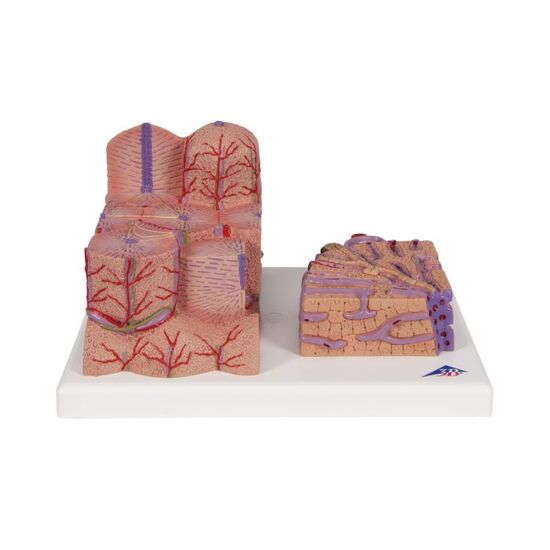 3B MICROanatomy™ Liver Model – 3B Smart Anatomy