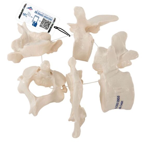 5 Human Vertebrae, Loosely Threaded on Nylon (atlas, axis, cervical, thoracic, lumbar) – 3B Smart Anatomy
