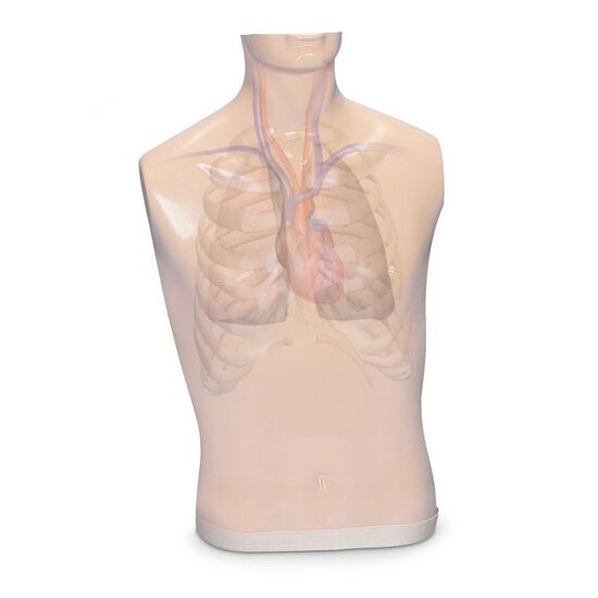 Additional Body for Auscultation Trainer and Smartscope