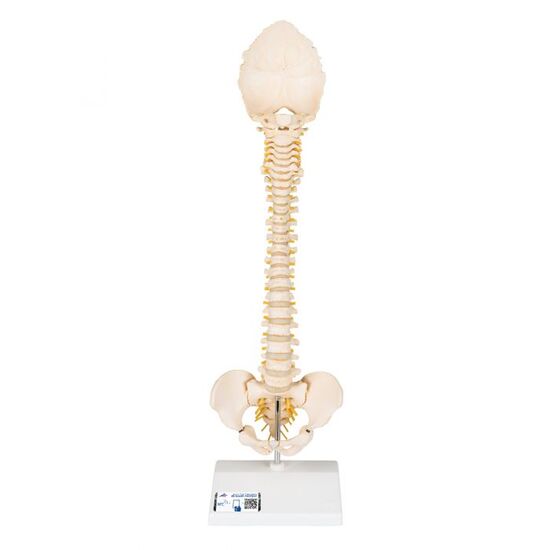 BONElike™ Child’s Vertebral Column Model – 3B Smart Anatomy