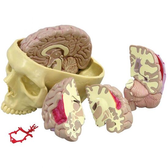 Brain Model