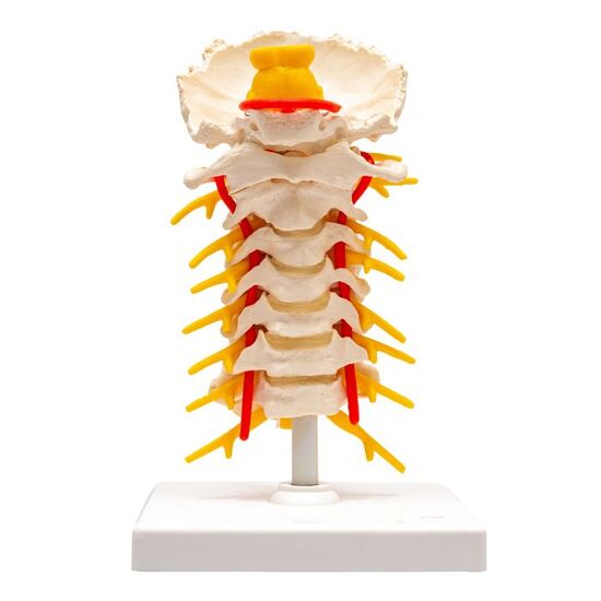 Cervical Human Spinal Column Model – 3B Smart Anatomy
