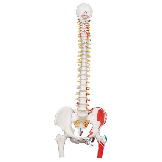 Classic Human Flexible Spine Model with Femur Heads & Painted Muscles – 3B Smart Anatomy