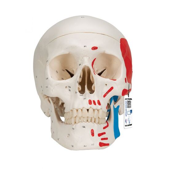 Classic Human Skull Model, 3 part - 3B Smart Anatomy