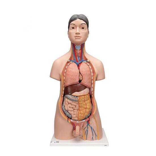 Deluxe Asian Dual Sex Human Torso Model, 18 part - 3B Smart Anatomy