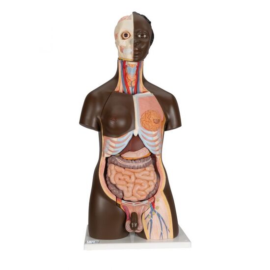 Deluxe Dual Sex African Torso Model, 24 part - 3B Smart Anatomy