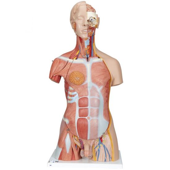 Deluxe Dual Sex Human Muscle Torso Model, 31 part - 3B Smart Anatomy