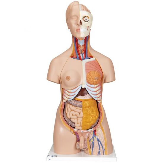 Deluxe Dual Sex Human Torso Model, 20 part - 3B Smart Anatomy
