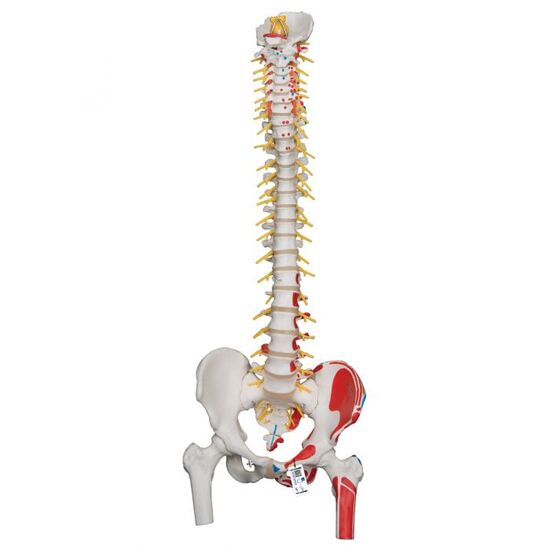 Deluxe Flexible Spine Model with Femur Heads, Painted Muscles & Sacral Opening – 3B Smart Anatomy
