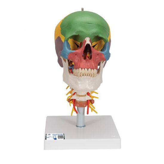 Didactic Human Skull Model on Cervical Spine, 4 part – 3B Smart Anatomy