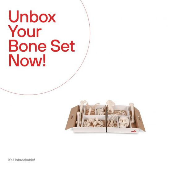 Disarticulated Half Human Skeleton Model, Loosely Articulated Hand & Foot – 3B Smart Anatomy