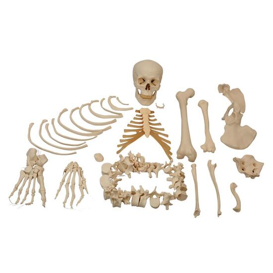 Disarticulated Half Human Skeleton Model, Wire Mounted Hand & Foot – 3B Smart Anatomy