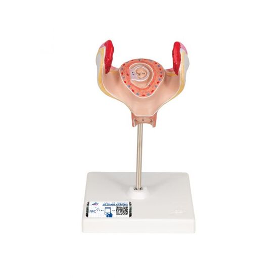 Embryo Model, 1st Month – 3B Smart Anatomy