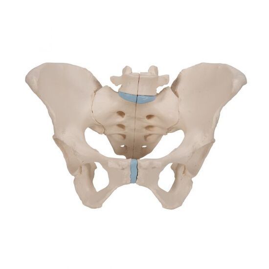 Female Pelvis Skeleton Model, 3 part - 3B Smart Anatomy