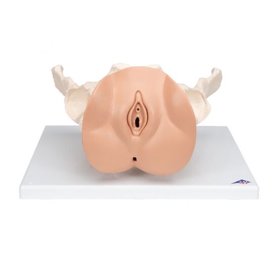 Female Pelvis Skeleton with Genital Organs, 3 part - 3B Smart Anatomy