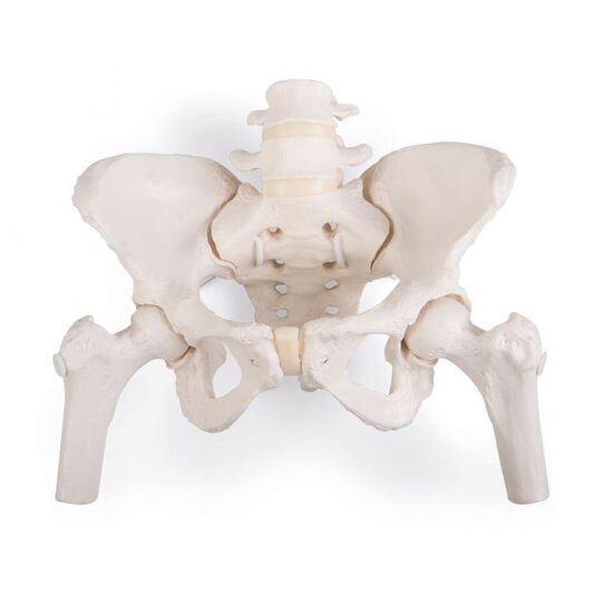 Flexible Human Female Pelvis Model with Femur Heads - 3B Smart Anatomy