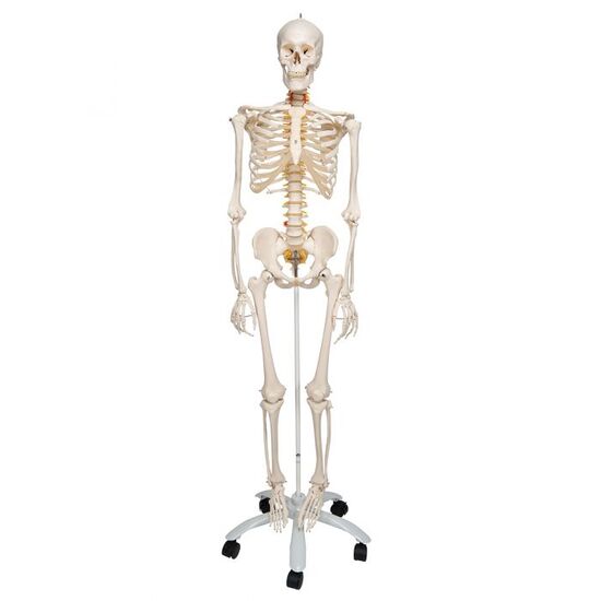 Flexible Human Skeleton Model Fred – 3B Smart Anatomy
