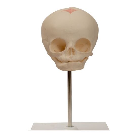 Foetal Skull Model, Natural Cast, 30th week of Pregnancy, on Stand - 3B Smart Anatomy