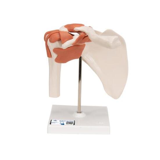 Functional Human Shoulder Joint - 3B Smart Anatomy