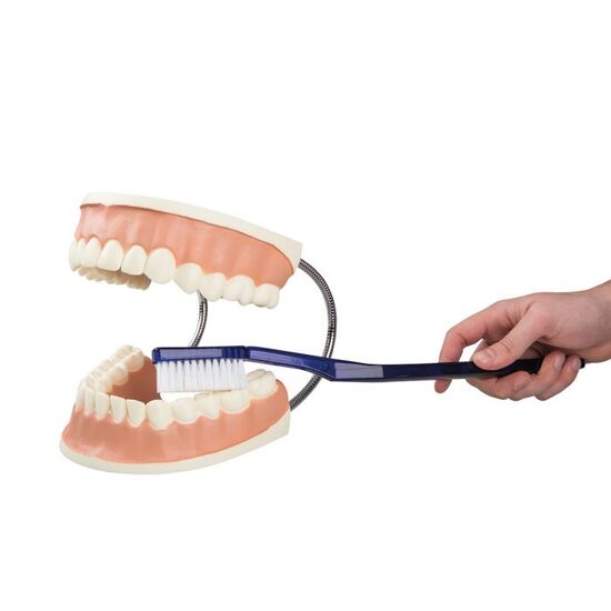Giant Dental Care Model, 3 times Life-Size – 3B Smart Anatomy