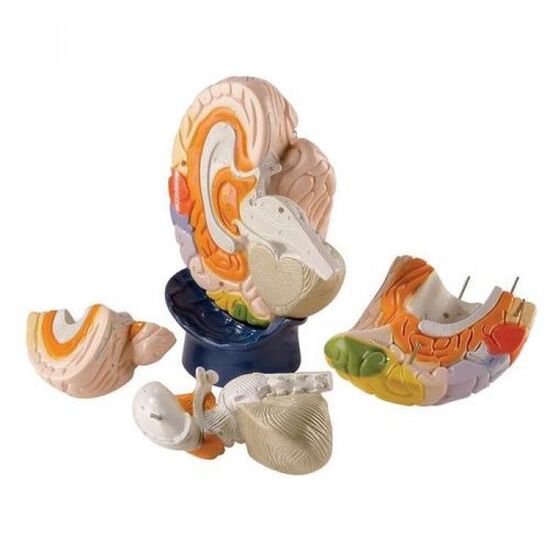Giant Functional-Center Brain, 4 part