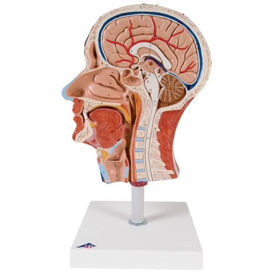 Half Head Model with Neck, Muscles, Blood Vessels & Nerve Branches - 3B Smart Anatomy
