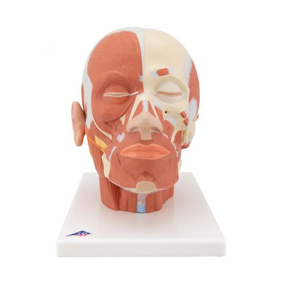 Head Musculature Model - 3B Smart Anatomy