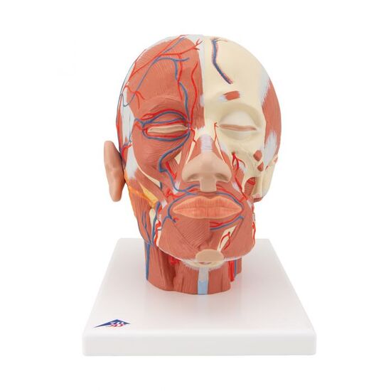 Head Musculature Model with Blood Vessels - 3B Smart Anatomy