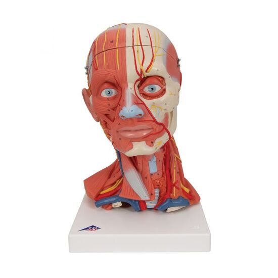 Head and Neck Musculature Model, 5 part - 3B Smart Anatomy