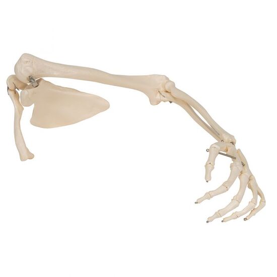 Human Arm Skeleton Model with Scapula & Clavicle – 3B Smart Anatomy