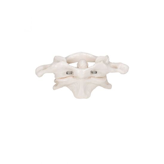 Human Atlas & Axis Model, Wire Mounted – 3B Smart Anatomy