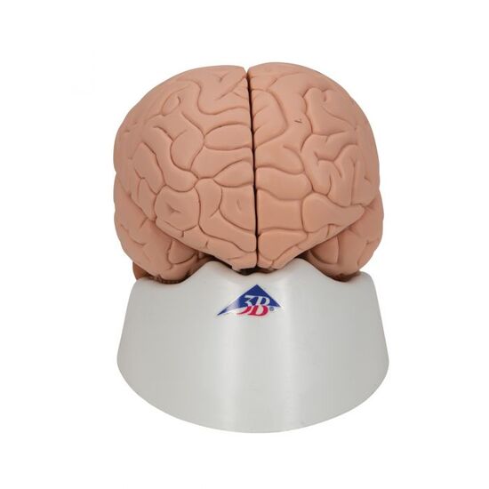 Human Brain Model, 2 part – 3B Smart Anatomy