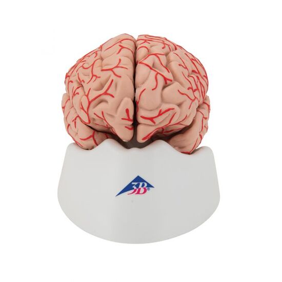 Human Brain Model with Arteries, 9 part – 3B Smart Anatomy